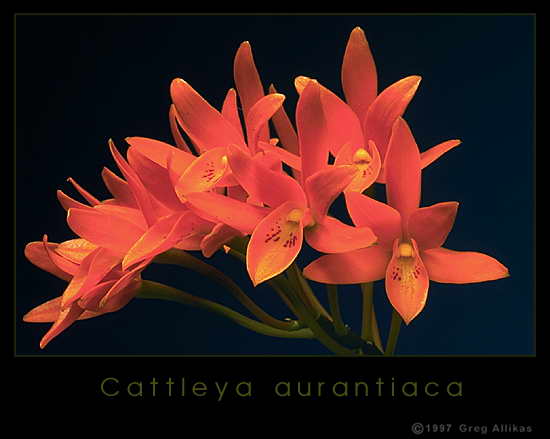 foto018.jpg (21253 bytes)